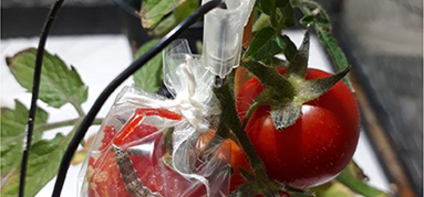 TOMATE-EXPERIMENTO