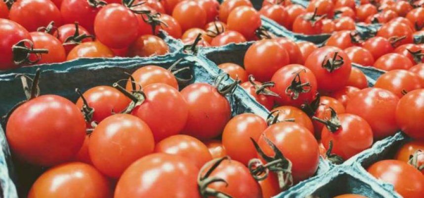 tomate-marroqui-680x400