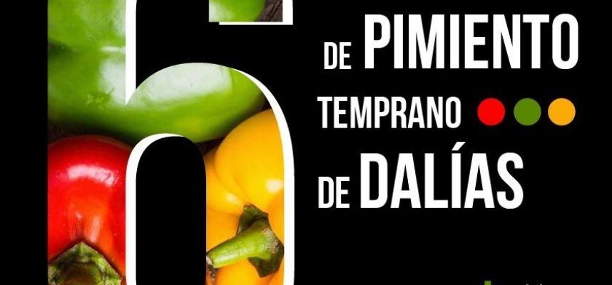 VI JORNADAS PIMIENTO