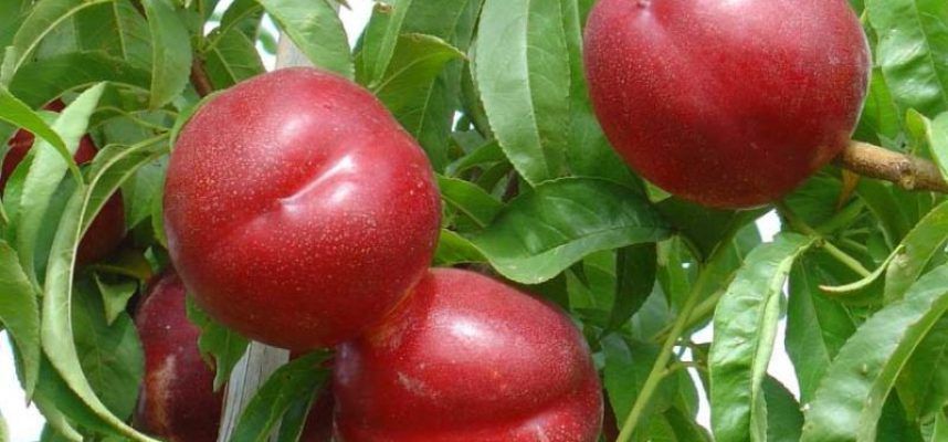 fruta