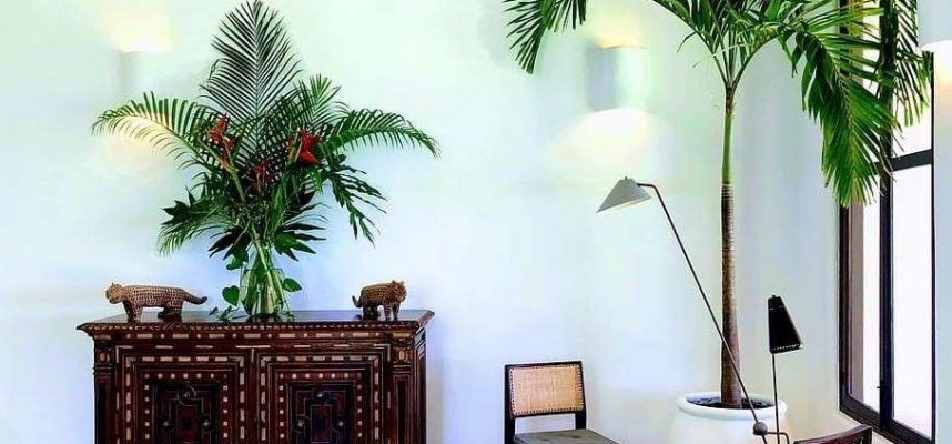 plantas