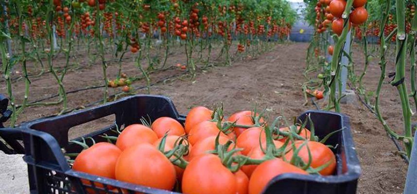 tomate
