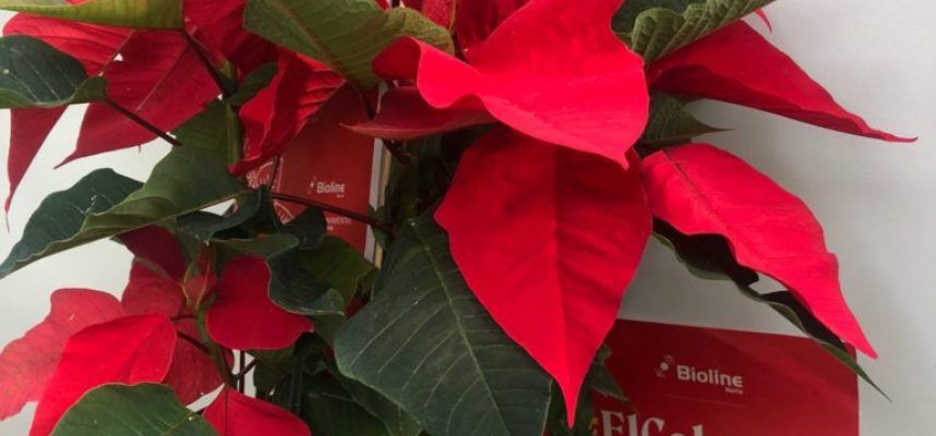 20211126_FOTO-STARSKI-EN-POINSETTIA-768x1024