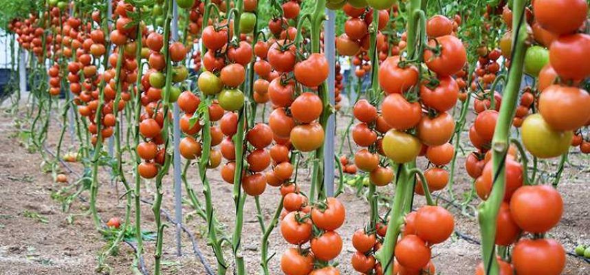 Romancero-tomate