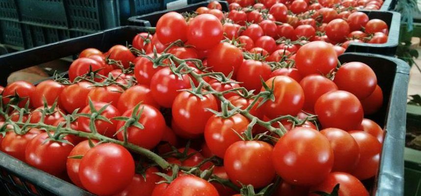 Tomate-en-cajaI