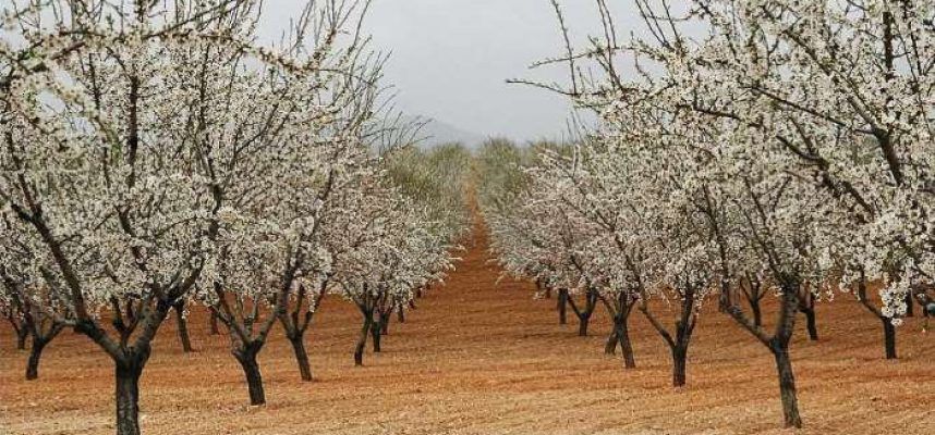 almendros