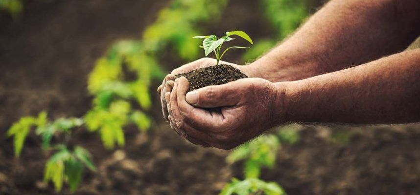 mano agricultor