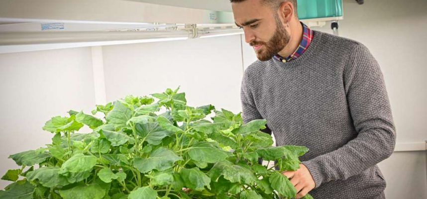 plantas feromonas