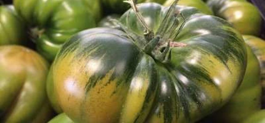 tomate-raf-e1637824319714
