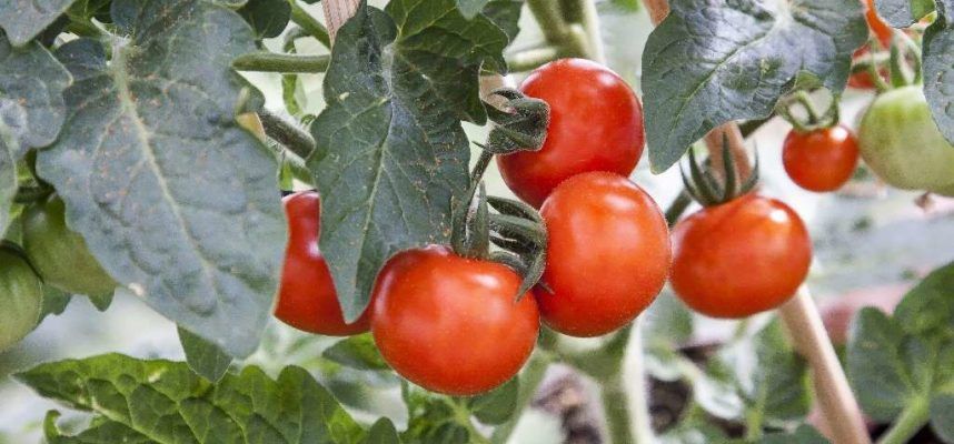 tomates-en-la-plantaok-1024x600