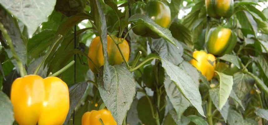 pimientos-1020x600