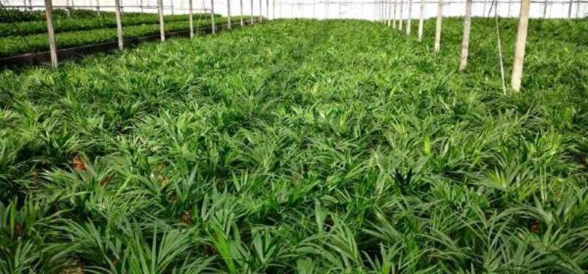 plantas-ok