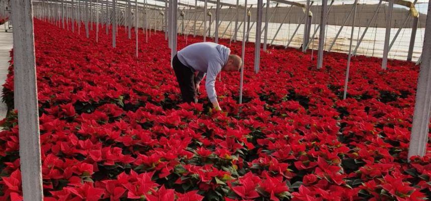 poinsettia home ok