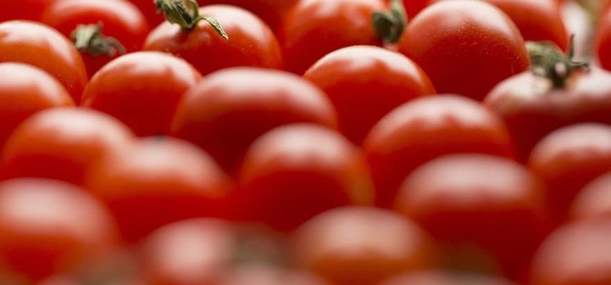 tomates-Marruecos