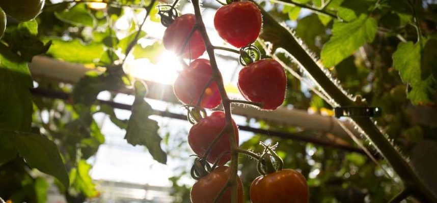 tomates-invernadero-ok-1020x600