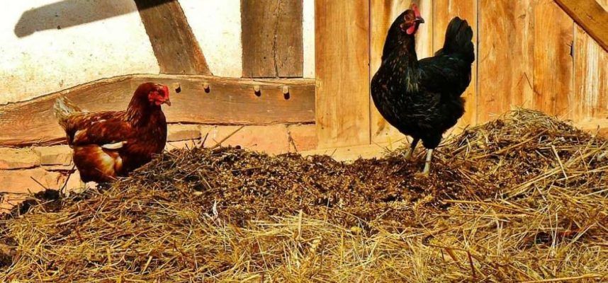 gallinas-estiercol-ok-1020x600