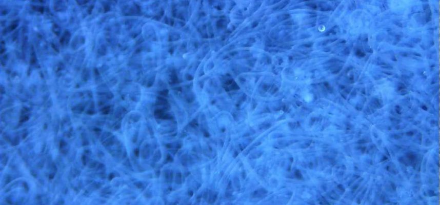 nematodos-2