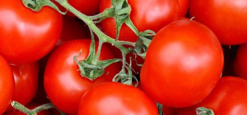 tomates
