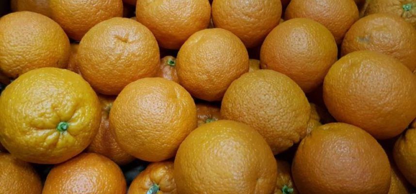 citricos-1020x600