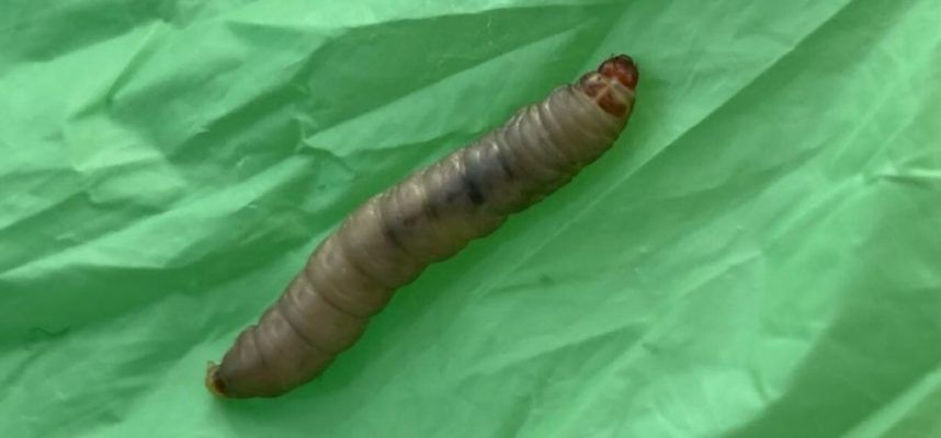 gusano plásticos
