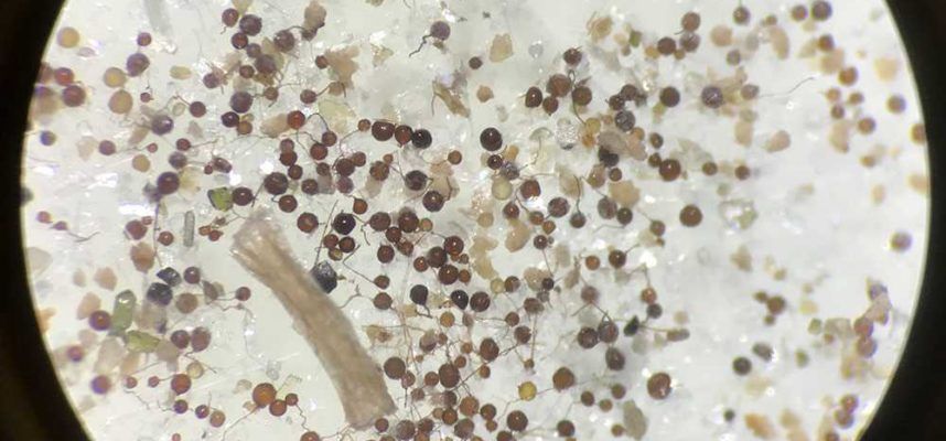 microorganismos-2-ok