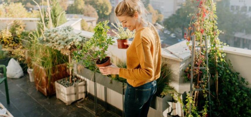 plantas