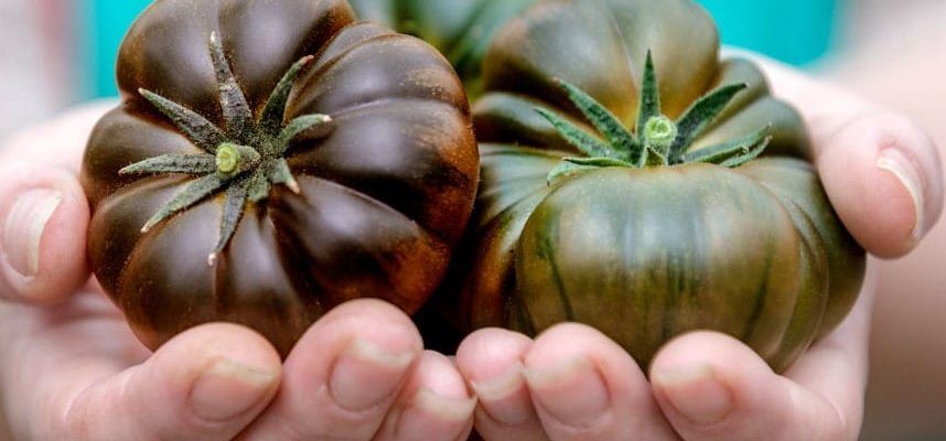 tomate-sabor