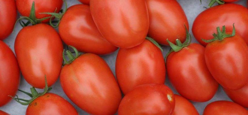 tomates-marroquíes
