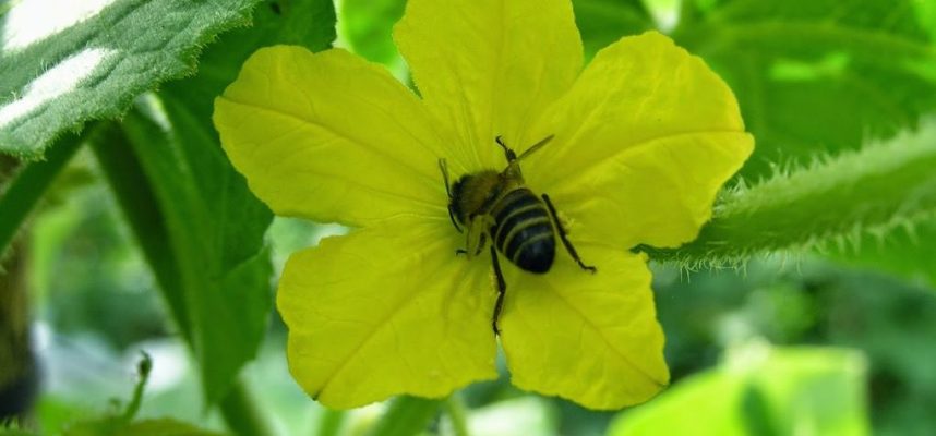 abejas-2-1020x600