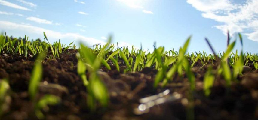 planta-semillas-ok-1020x600