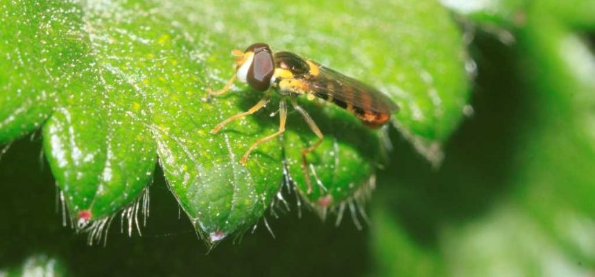sirfido-web-1020x600