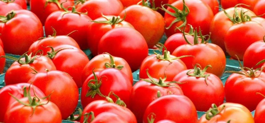 tomates--1024x600