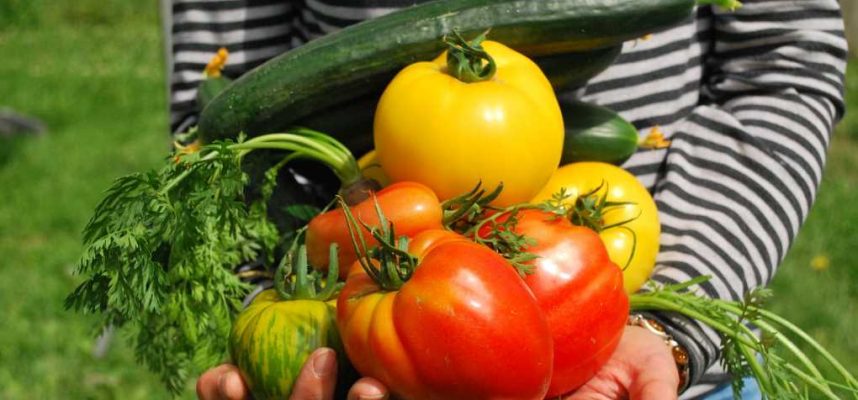 verduras