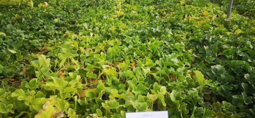 Parcela-de-melon-con-oFrass-1020x600