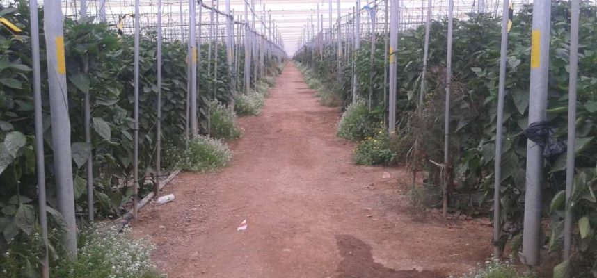 invernadero-agricultura-biodinamica