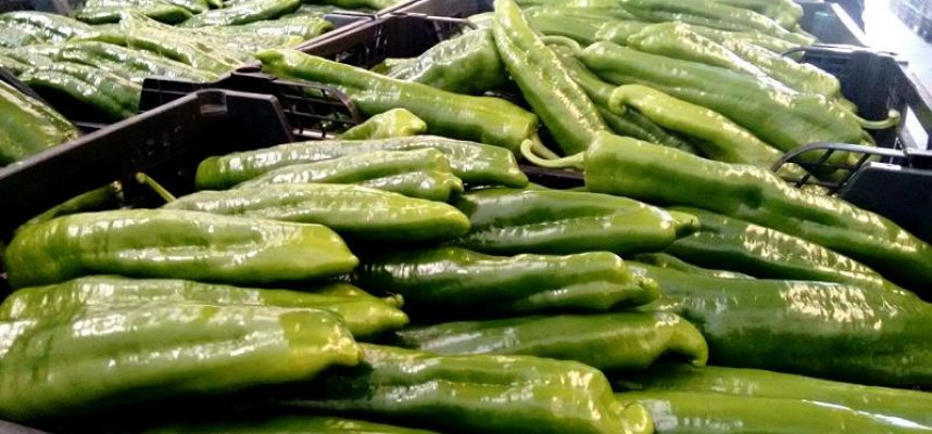 pimientos1