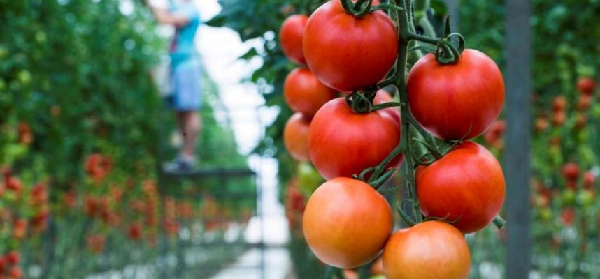 tomates-invernadero