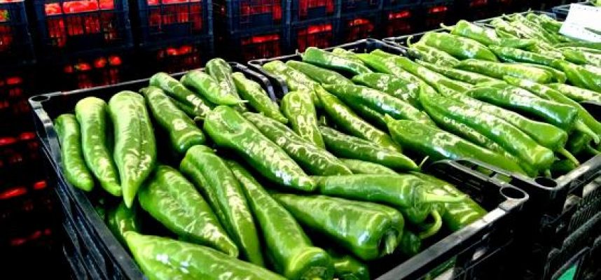 Pimientos-en-cajas