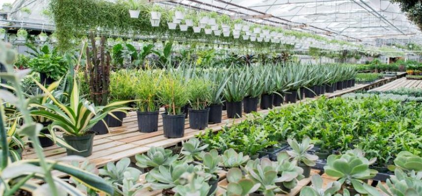 plantas
