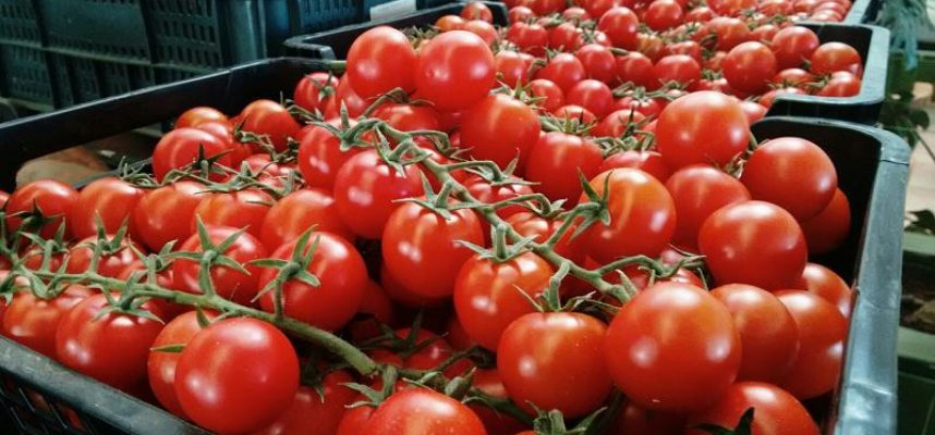 Tomate-en-cajaI
