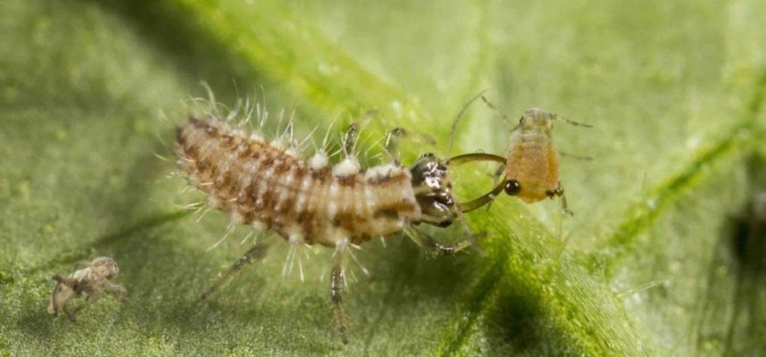 csm_Chrysoperla_carnea-24_82053348c2-1170x600