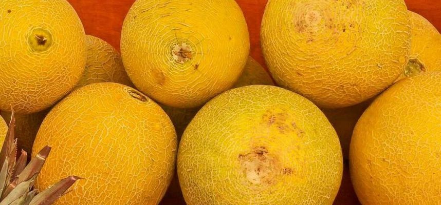 melon-galia-ok-1024x600