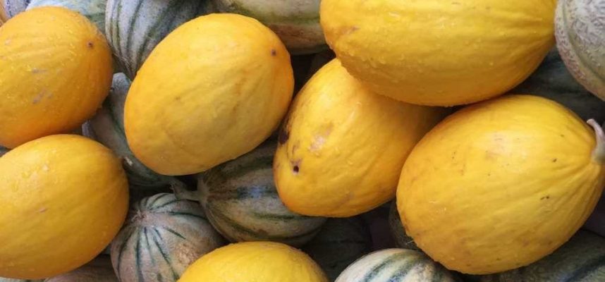 melon-marruecos-1020x600
