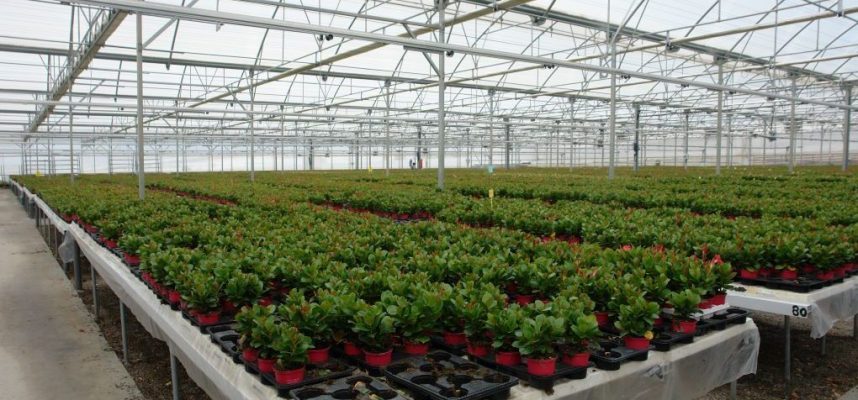 plantas-1020x600