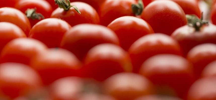 tomates-Marruecos