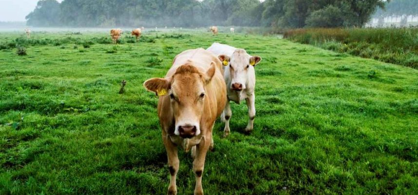vacas-holanda-1020x600