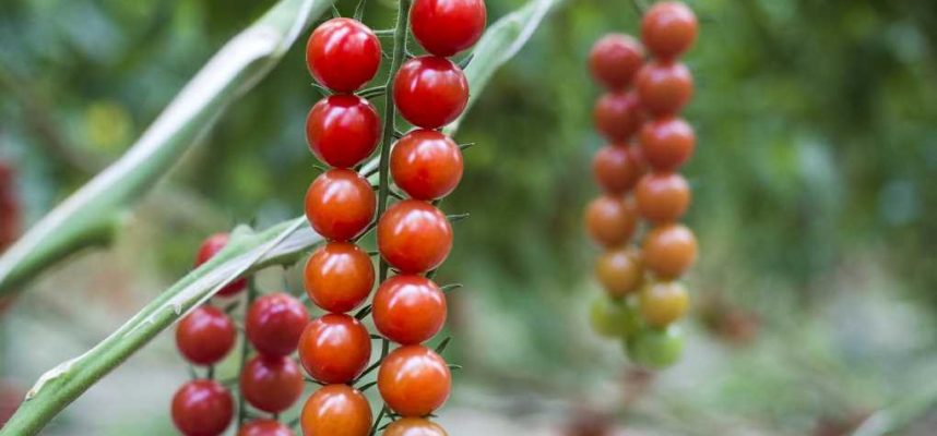 Tomates-1020x600