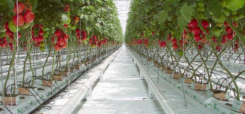 toates-holanda-ok-1024x600