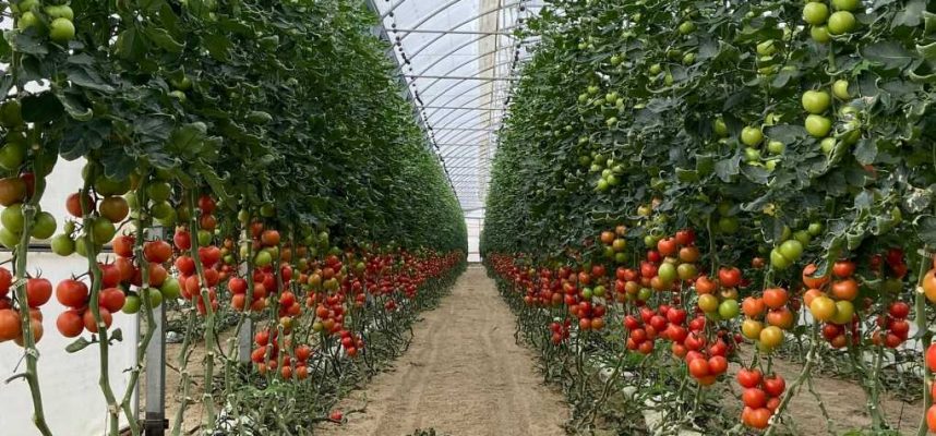 Interior-invernadero-tomate-ok