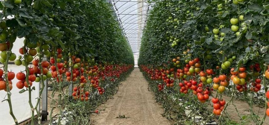 Invernadero-de-tomates-ok-1020x600